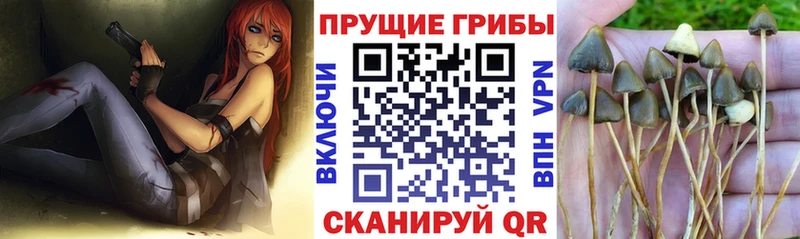 Галлюциногенные грибы Psilocybe  Купить где  Оленегорск 